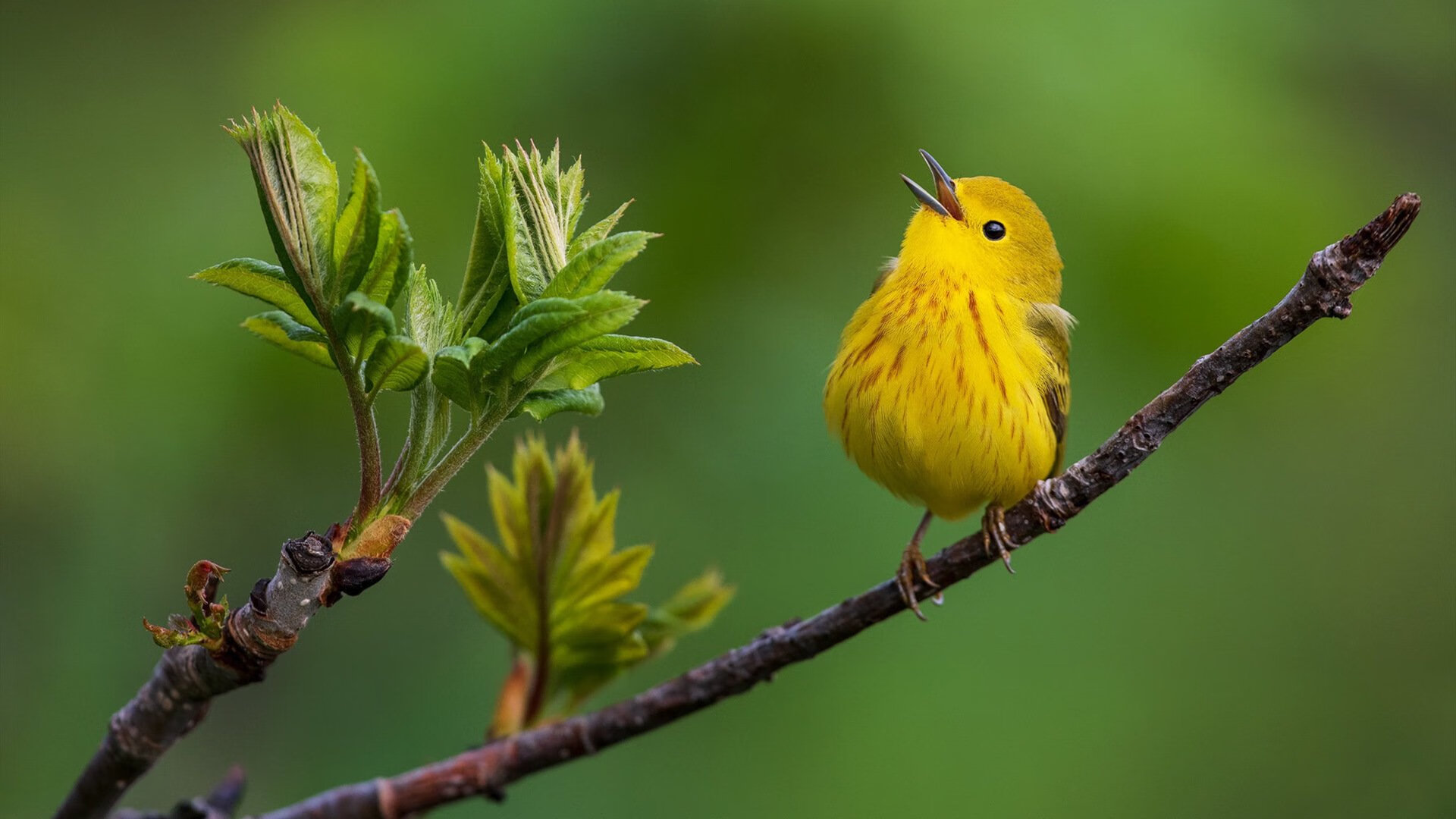 【战术演练】马克·塞尔比：利用“钢铁防守”逼退对手的绝技，马克·塞尔尼