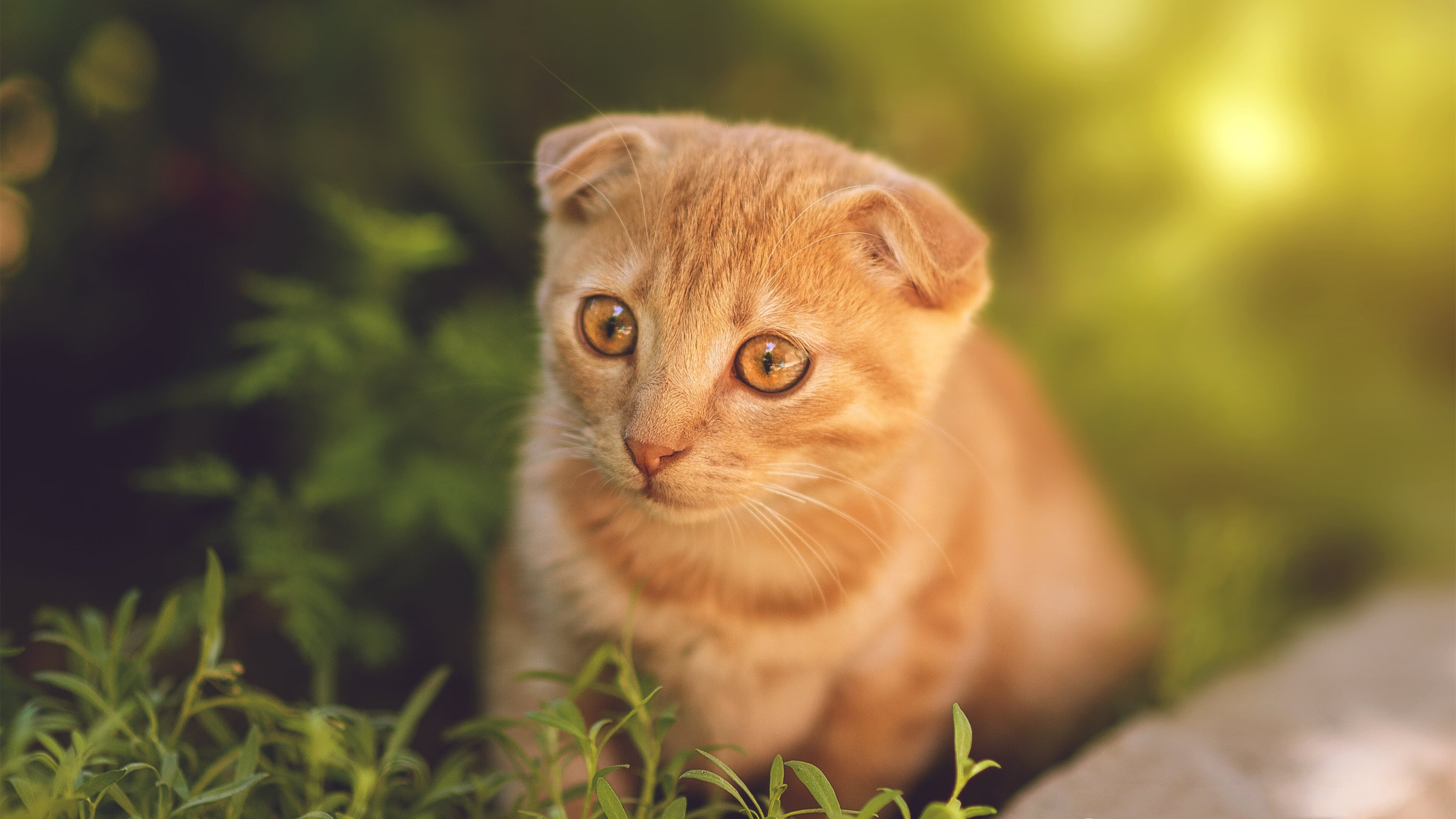 中超联赛引入AI裁判助力，技术赋能提升比赛公正性，中超裁判又出争议判罚