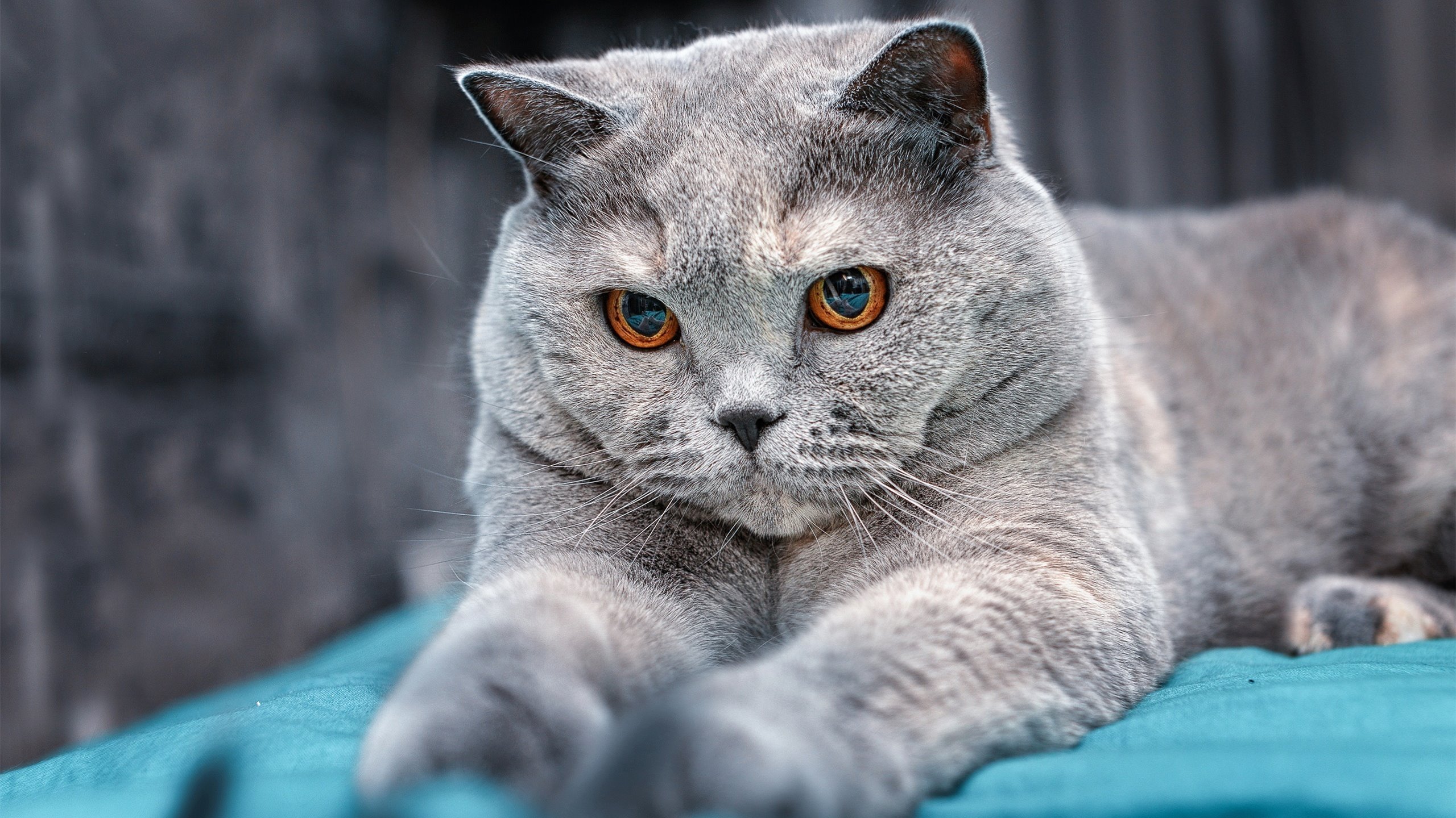 各地推进“校园篮球普及计划”，全民运动持续升温，校园篮球活动