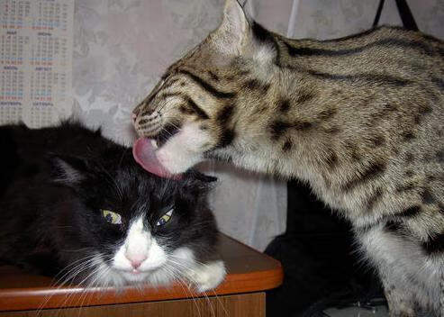 开云体育全站-全国青少年“科技创新”篮球赛事在北京持续火热，推动行业新科技应用